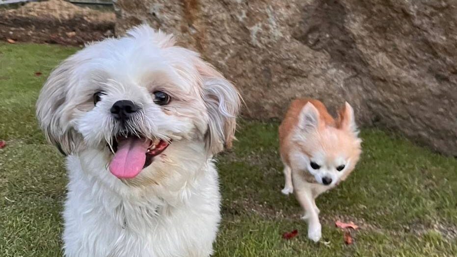 小型犬エリア