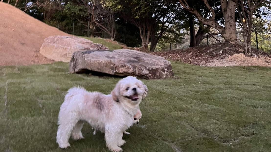 小型犬エリア